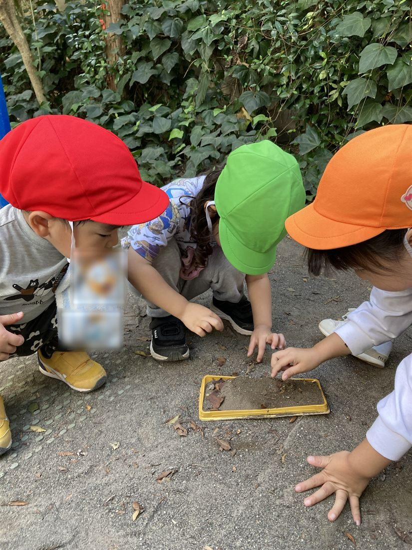 色とりどりの帽子の子どもたちが、園庭で土のトレイをのぞきこんでいる